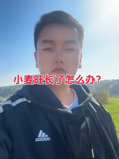 小麦旺长了怎么办？#小麦种植 #小麦 #农业植保知识分享 #关注我每天分享农业知识 #三农