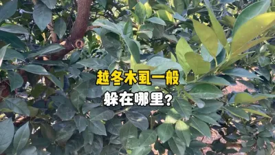 你知道柑橘越冬木虱一般躲藏在哪里吗？ #木虱 #柑橘种植 #果树管理 #黄龙病 #农业种植 