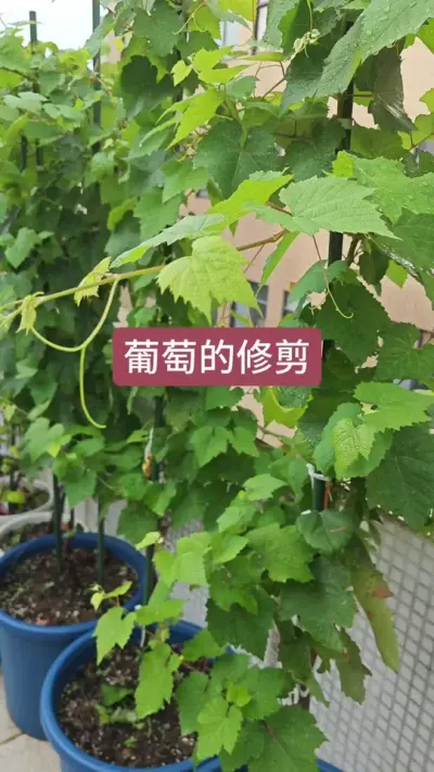 种葡萄怎么修剪，葡萄树的养护方法，新手种葡萄#葡萄修剪 #葡萄种植 #盆栽葡萄种植方法 #葡萄修剪技术 #种葡萄