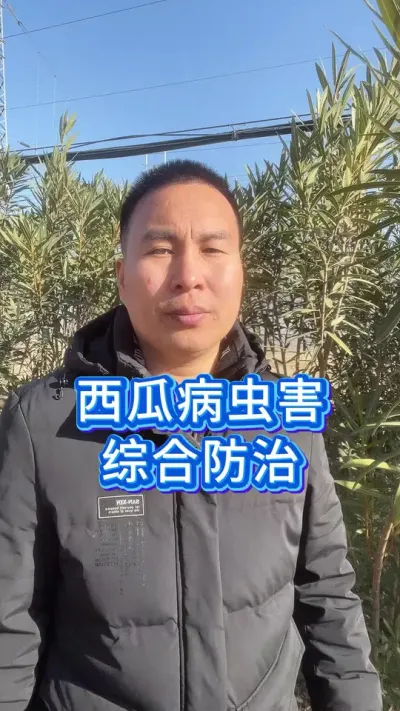 西瓜种植综合病虫害防治 #种西瓜 #西瓜种植 #大棚西瓜 #无籽黑皮西瓜种子盆栽 #西瓜种植技术