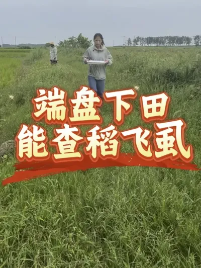 端盘查稻飞虱，简单好用，一学就会#分享农业知识帮农民增产增收 #老百姓关心的话题