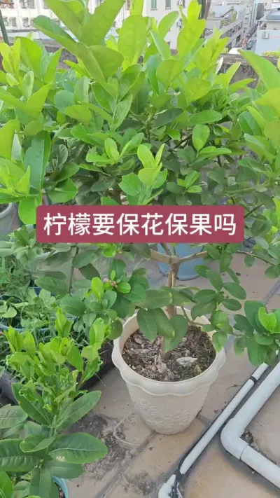 楼顶种香水柠檬，新手种柠檬，柠檬要保花保果吗 #柠檬树 #香水柠檬 #香水柠檬种植 #香水柠檬树苗 #香水柠檬苗