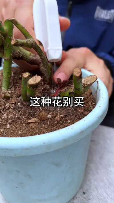 这些花多便宜也不要买 #花卉绿植 #养花 #种植小技巧