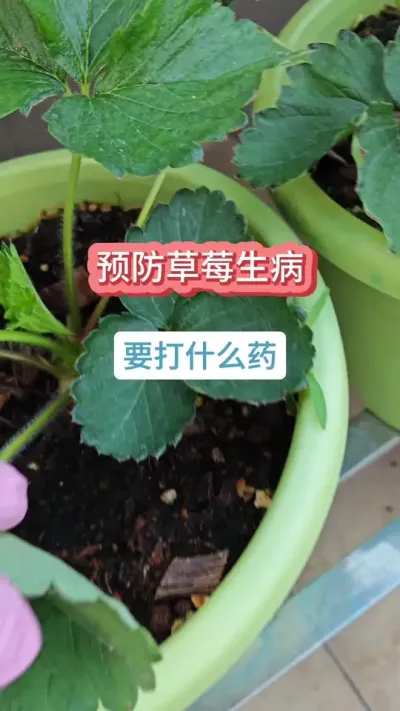 种草莓怎么预防它生病，草莓病虫害的防治，草莓的养护过程，草莓的种植方法#种草莓 #草莓苗 #盆栽草莓 #草莓种植 #草莓种植技术