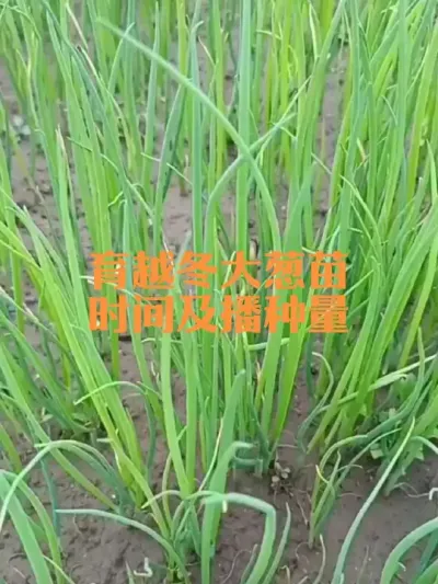 育越冬大葱苗的时间及播种量