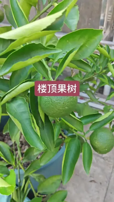 楼顶种果树，新手种盆栽果树，盆栽果树的种植方法#柑橘种植 #绿植盆栽 #楼顶种植 #盆栽果树 #庭院种植