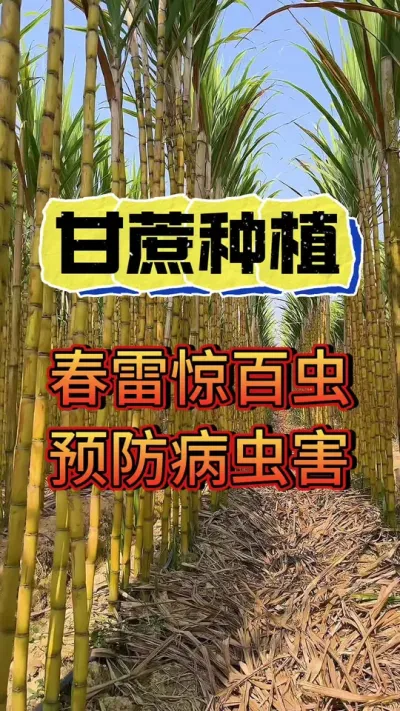 惊蛰过百虫生，种植甘蔗的老乡要注意啦#甘蔗病虫害防治 #甘蔗施肥方法 #甘蔗丰收