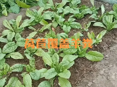 莴苣覆盖羊粪防寒增肥效#莴苣