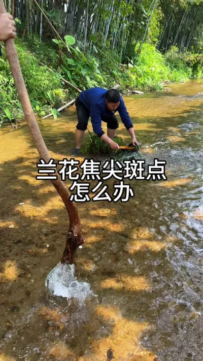 兰花叶片有黑点，焦尖怎么办#花卉绿植 #养花