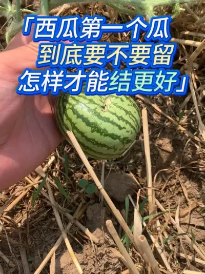 西瓜根瓜不掐掉的后果，看完自己都笑了 #西瓜种植 #西瓜种植技术 #西瓜高产种植 #西瓜高产 #西瓜管理