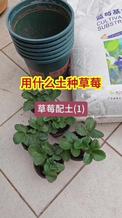 草莓的种植方法，种草莓用什么土 #草莓种植 #草莓养护 #盆栽草莓 #草莓种植方法 #草莓苗