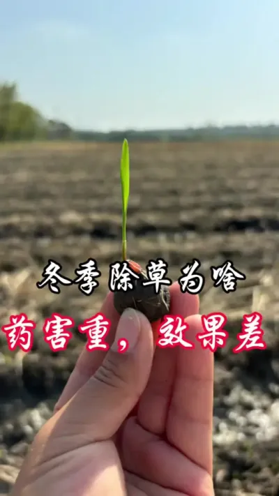 冬季除草，为什么除草效果差，小麦还容易出现药害#分享农业知识帮农民增产增收