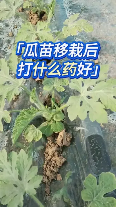 西瓜种植大户不打化学农药，也能让西瓜整季无害 #创作灵感 #西瓜管理 #大棚西瓜种植技术 #西瓜种植 #西瓜种植技术