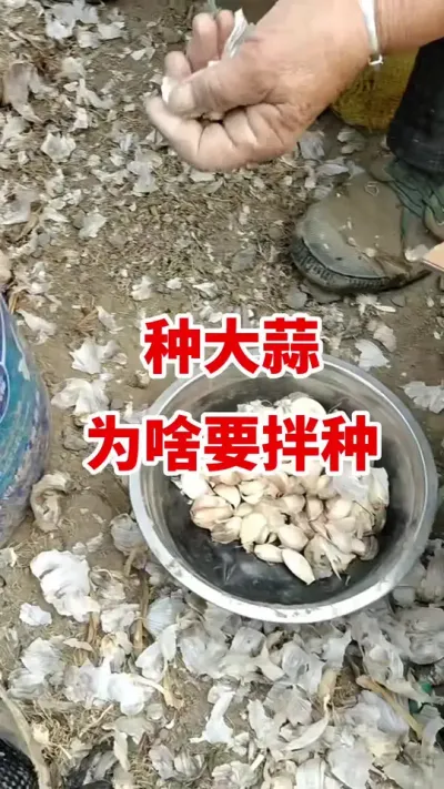 种大蒜为啥要拌种#大蒜种植 #大蒜种植技术 #大蒜拌种 #大蒜高产