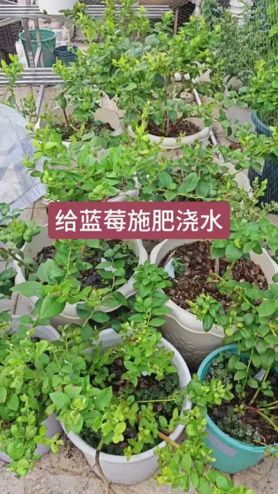 蓝莓怎么施肥浇水，蓝莓的种植过程，夏天蓝莓怎么施肥浇水#蓝莓种植 #蓝莓养护 #种蓝莓 #盆栽蓝莓 #蓝莓施肥