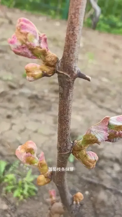 葡萄枝条抹除双芽或多芽是一年修剪的开始！