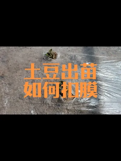 土豆地膜覆盖种植扣膜出苗需要注意的事项#土豆破膜