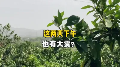 这几天赣南大白天的远处看起来有大雾天气？ #三农 #农业 #沙尘来袭 #赣南 