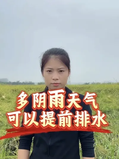 后面阴雨天多，灌浆期的水稻可以提前排水，确保下茬能够正常安种#抖音美好丰收节#抖音新农人#星农星乡村#丰收中国2025