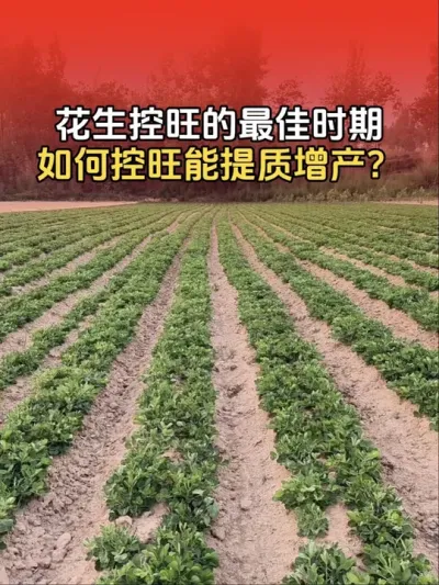 花生控旺的最佳时期，如何科学控旺才能提质增产？#传播农业小知识 #花生高产管理 #花生种植 #花生高产 #花生管理技术分享