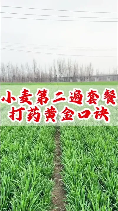 小麦套餐打药时间黄金口诀分享#小麦 #分享农业知识帮农民增产增收 #小麦高产技术 #传播农业小知识 #打药时间也是有讲究的