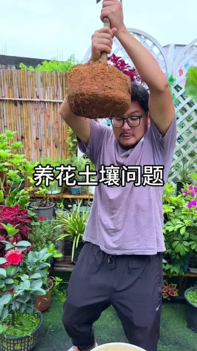 养花的土壤问题#花卉绿植 #种植小技巧 #养花