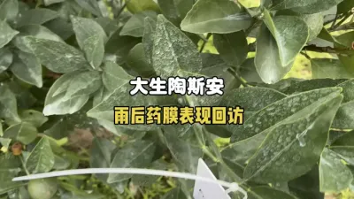 大生陶斯安雨后药膜表现回访 #农业种植 #三农 #代森锰锌 #农药 #柑橘种植 