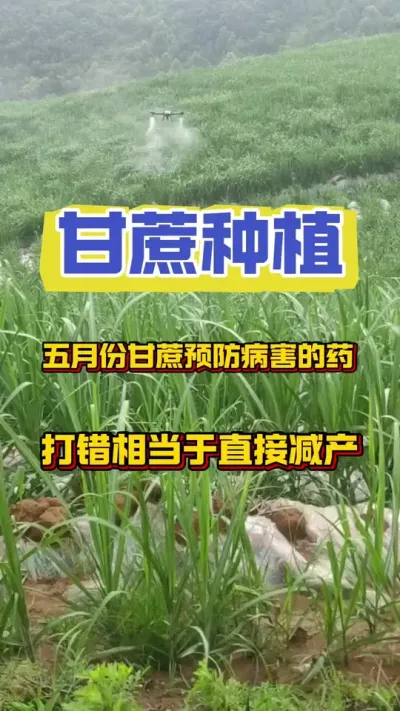 甘蔗预防病虫害一旦选错药，就相当五在砍甘蔗#三农 #甘蔗种植 #甘蔗施肥方法 #甘蔗病虫害防治