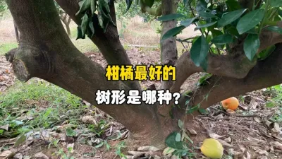 你认为柑橘最好的树形是哪种？ #柑橘 #果树管理 #三农 #农业种植 #修剪 