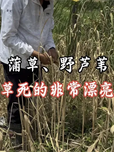 蒲草，野芦苇就用它#老百姓关心的话题