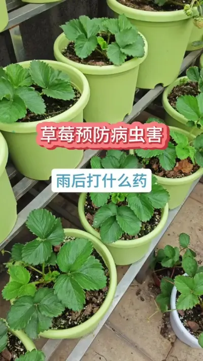 种草莓怎么预防病虫害，草莓淋了雨要打什么药，草莓的养护方法#草莓种植 #草莓养护 #盆栽草莓 #草莓苗 #草莓病虫害防治