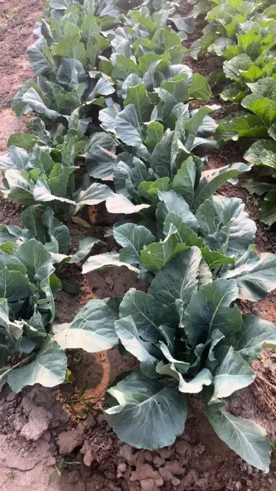 菜园子里的菜菜#农业种植 #一份耕耘一份收获 #新农人计划