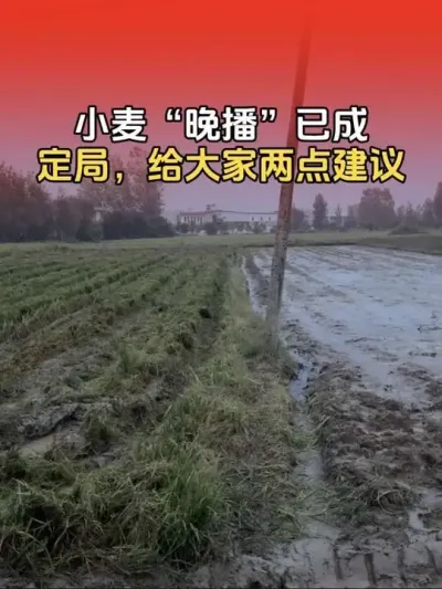 小麦&ldquo;晚播&rdquo;有哪些注意事项？#小麦种植 #小麦种植管理技术 #三农 #分享农业知识帮农民增产增收 #传播农业小知识