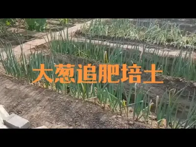 大葱第一次追肥培土#大葱