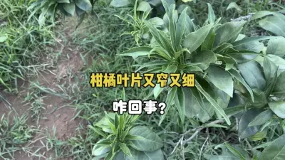 柑橘叶片又细又长，是什么导致的？ #农业 #三农 #柑橘种植 #果树管理 #除草剂药害 