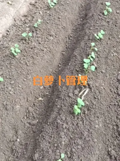 早熟白萝卜出苗后如何管理#白萝卜