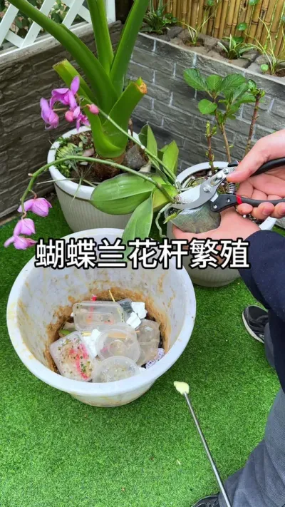 用蝴蝶兰的花杆来繁殖#花卉绿植 #养花