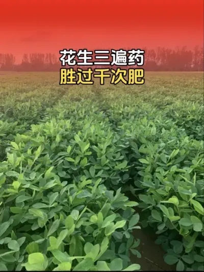 花生三遍药全程管理提质增产方案分享#分享农业知识帮农民增产增收 #传播农业小知识 #花生种植管理技术 #花生高产 #花生种植