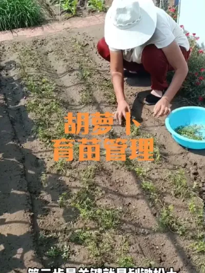 大雨过后胡萝卜幼苗如何管理#胡萝卜