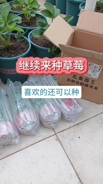 @花舞园艺农场 新手怎么种草莓，种什么样的草莓比较好，杯苗的种植方法 #种草莓 #草莓苗 #草莓养护 #草莓种植 #盆栽草莓