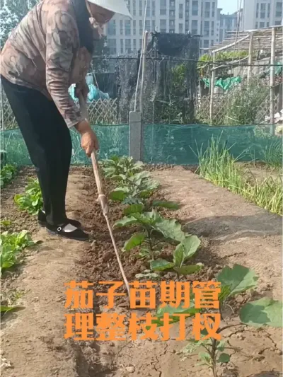 茄子苗期如何整枝打杈？茄子移栽缓苗后到结果前如何管理？#茄子苗期管理
