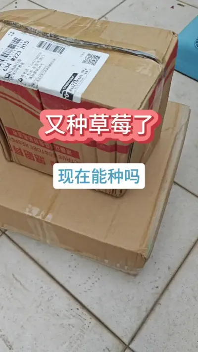 @喜上蔬果苗圃 草莓的种植过程，新手怎么种草莓，草莓种下多少天能晒太阳 #草莓苗 #种草莓 #盆栽草莓 #草莓种植 #草莓种植技术