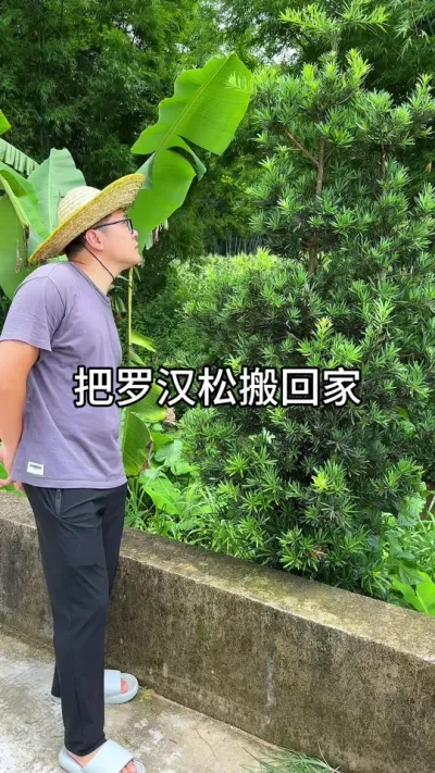 罗汉松繁殖 #花卉绿植 #养花 #种植小技巧