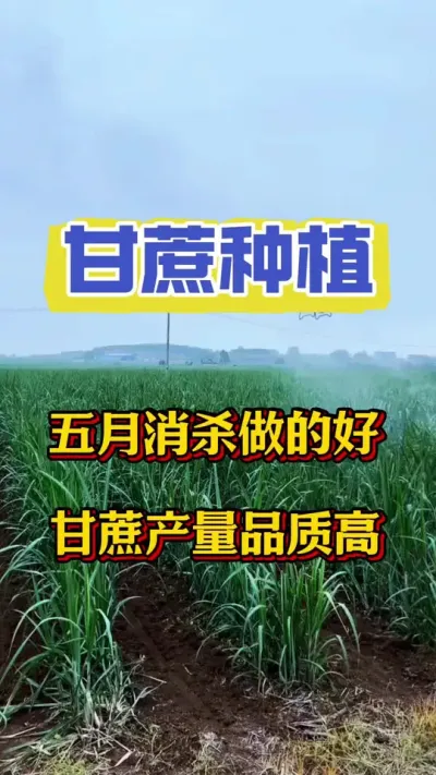 立夏之后气温快速上升，甘蔗地里一些东西开始侵蚀甘蔗，如果不及时做好消杀，今年产量堪忧#甘蔗种植#甘蔗施肥方法 #甘蔗