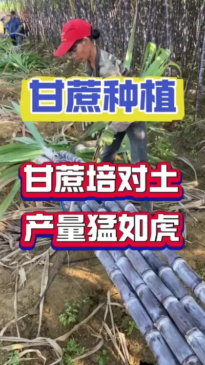 甘蔗种植一定要学会的培土黄金法则#甘蔗种植 #种植小技巧 #甘蔗施肥