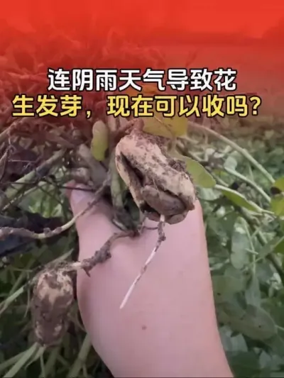 连续阴雨天导致花生在地里发芽，现在能不能收获？#花生种植 #花生种植管理技术 #花生高产 #花生高产种植 #分享农业知识帮农民增产增收