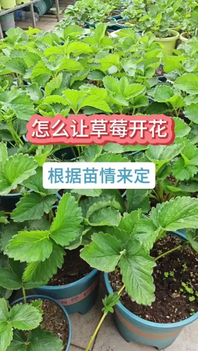 草莓的种植过程，怎么让草莓开花结果，怎么促进草莓的花芽分化，草莓的养护过程 #草莓苗 #种草莓 #草莓种植 #盆栽草莓 #草莓花芽分化