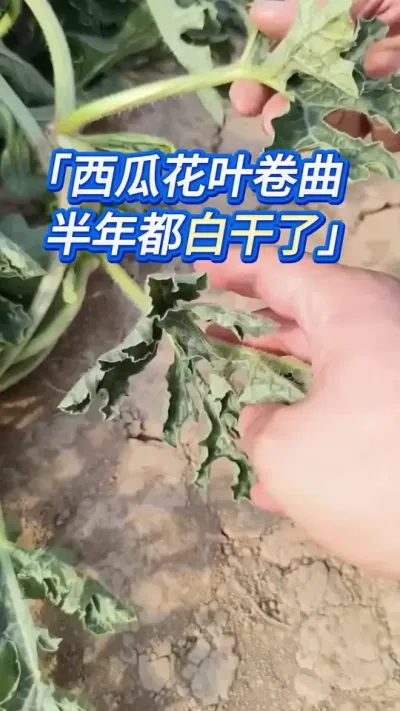 提前做好预防，后期很难发生 #大棚西瓜种植 #西瓜种植 #西瓜管理 #西瓜种植技术 #大棚西瓜种植技术