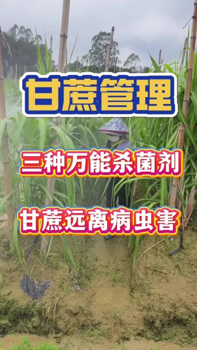 甘蔗万能的杀菌剂，甘蔗全年远离病虫害#甘蔗种植#甘蔗施肥#甘蔗