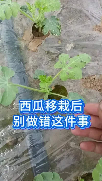 西瓜移栽10天后，千万别做错这事 #西瓜种植技术 #种西瓜 #西瓜管理 #大棚西瓜 #农业种植技术